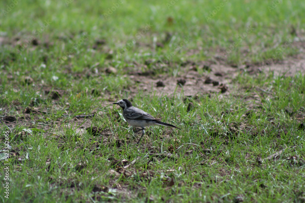 Obraz premium oiseau