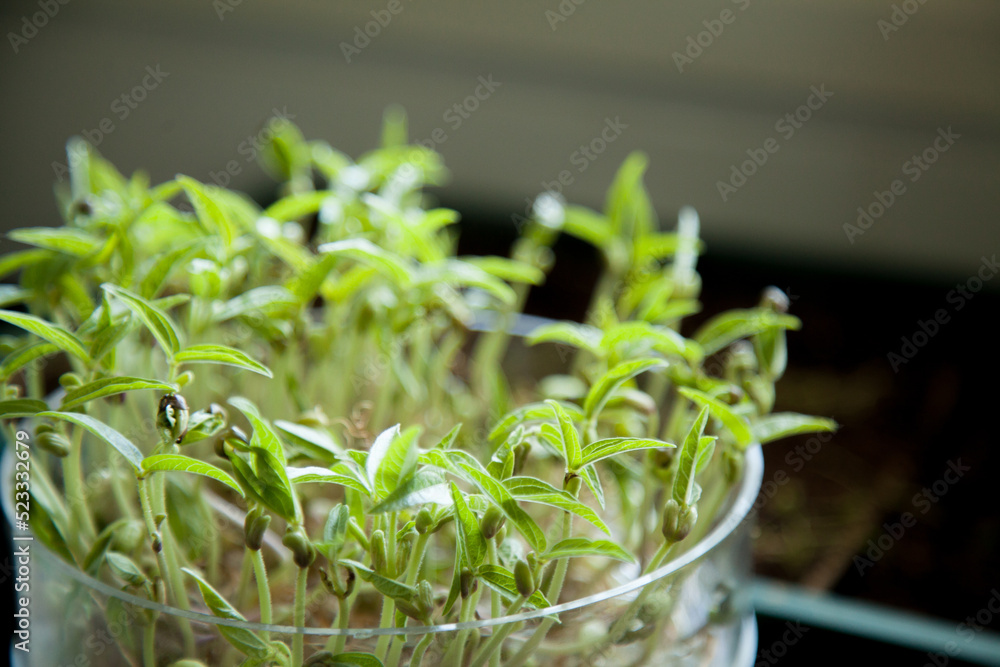 Seeds sprouting in a container inside Seeds sprouting in a container inside