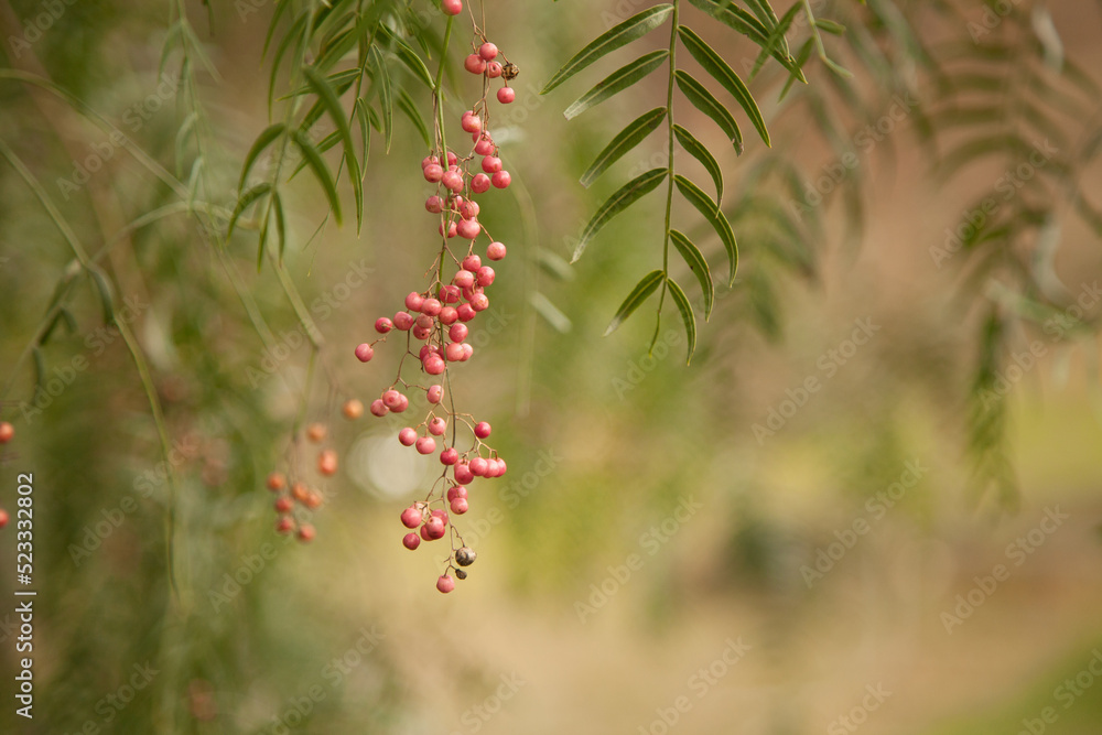 A spray of pink peppercorns hanging from a green peppercorn tree