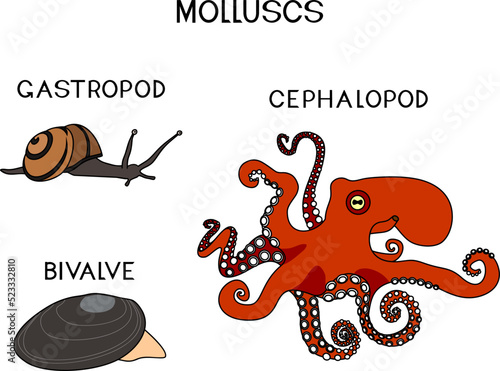 Three types of molluscs: cephalopod, gastropod, bivalve. Educational material for biology lesson