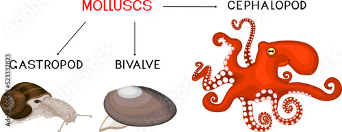 Three types of molluscs: cephalopod, gastropod, bivalve. Educational material for biology lesson