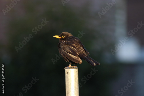 blackbird on a fence