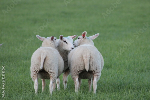 Photo sheeps in the field
