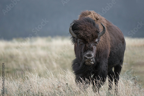 Mighty Bison at Yellowstone National Park USA