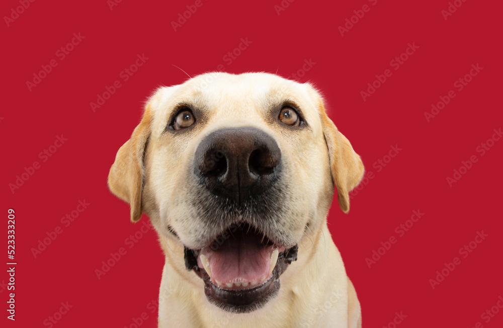 Portrait funny and happy smiling labrador retriever dog. Isolated on red background
