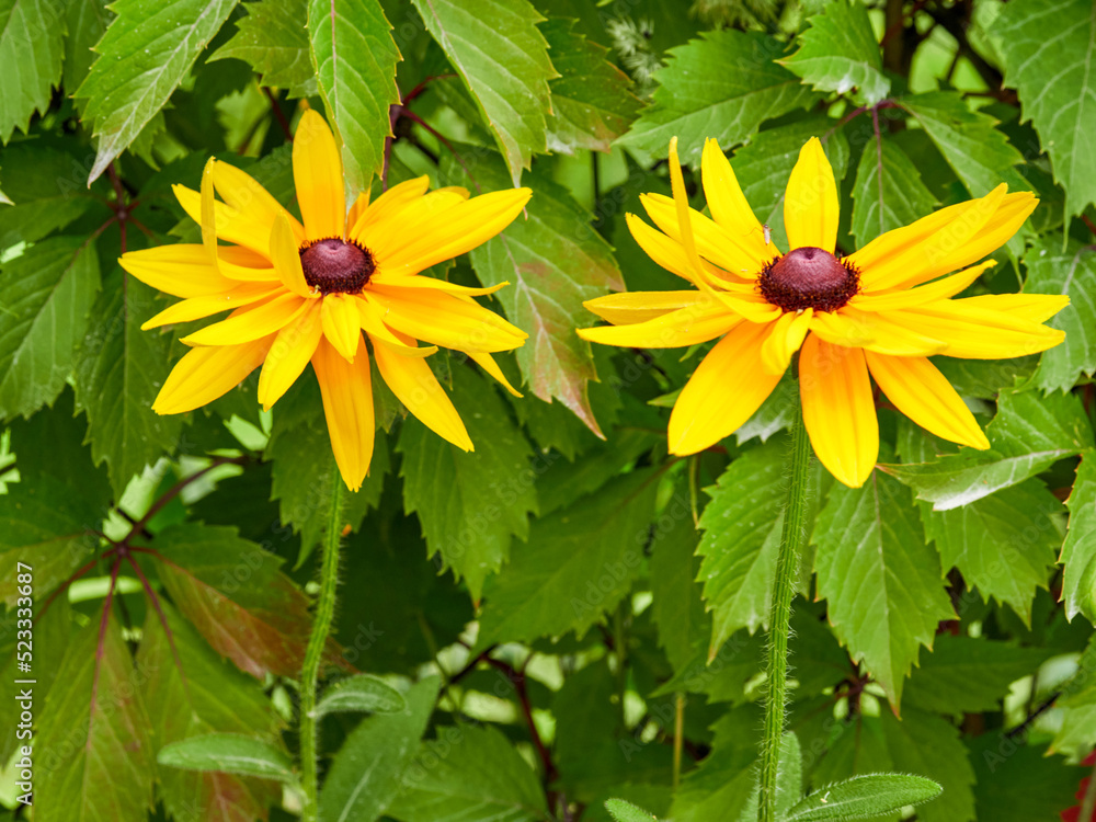 Bright yellow rudbeckia or Black Eyed Susan flowers in the garden Bright yellow rudbeckia or Black Eyed Susan flowers in the garden