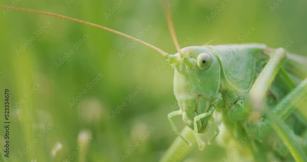 Big green grasshopper brushing his teeth with his paws Big green grasshopper brushing his teeth with his paws