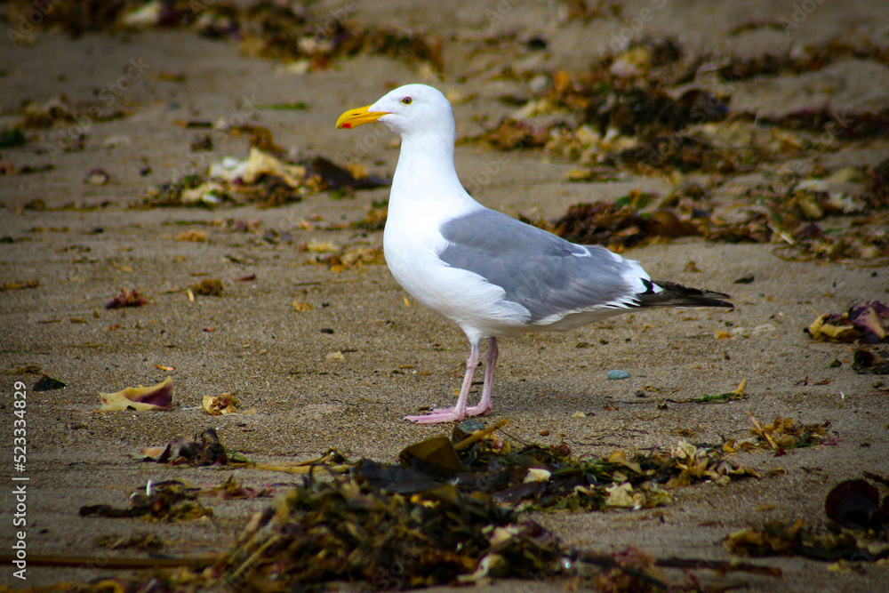 Seagul on the beach Seagul on the beach