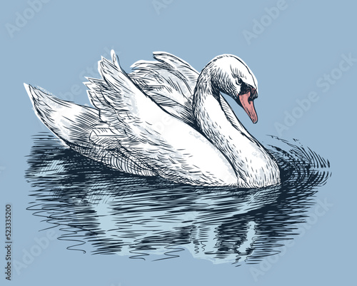 Fototapeta Hand drawing of white swan floating in lake