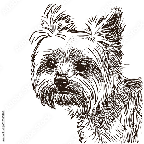 Sketch portrait of cute yorkshire terrier