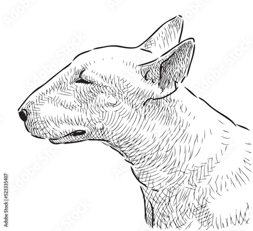 Sketch portrait of profile purebred bull terrier