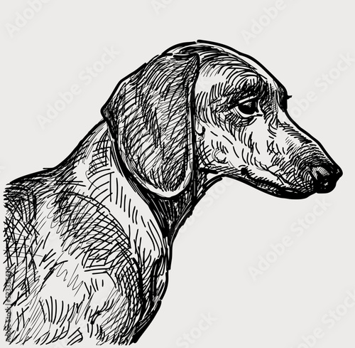 Sketch portrait of profile purebred dachshund