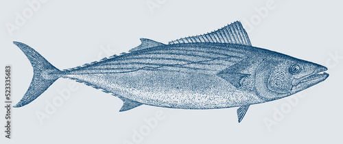 Skipjack tuna katsuwonus pelamis, marine food fish in side view photo