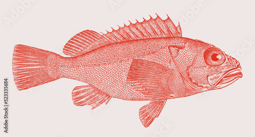 Blackbelly rosefish helicolenus dactylopterus, venomous marine fish in side view