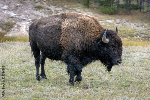 American bison in Yellowstone National Park © philipbird123