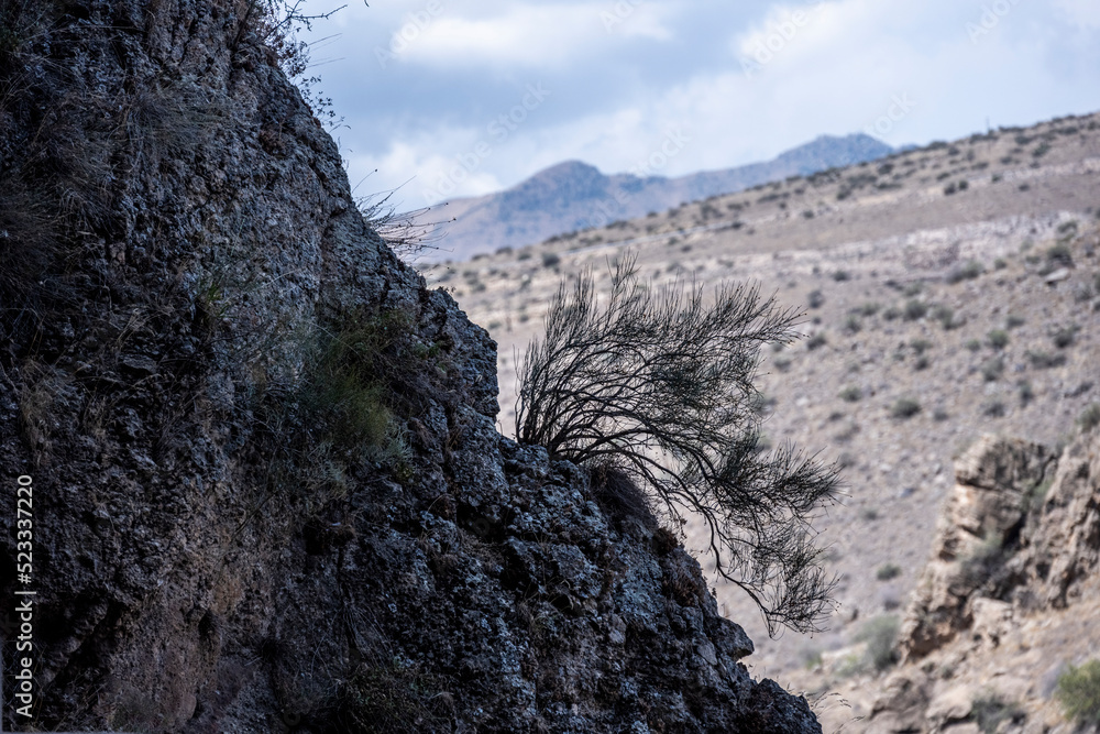 a bush of dry grass on the edge of a cliff against the backdrop of a gorge in Armenia