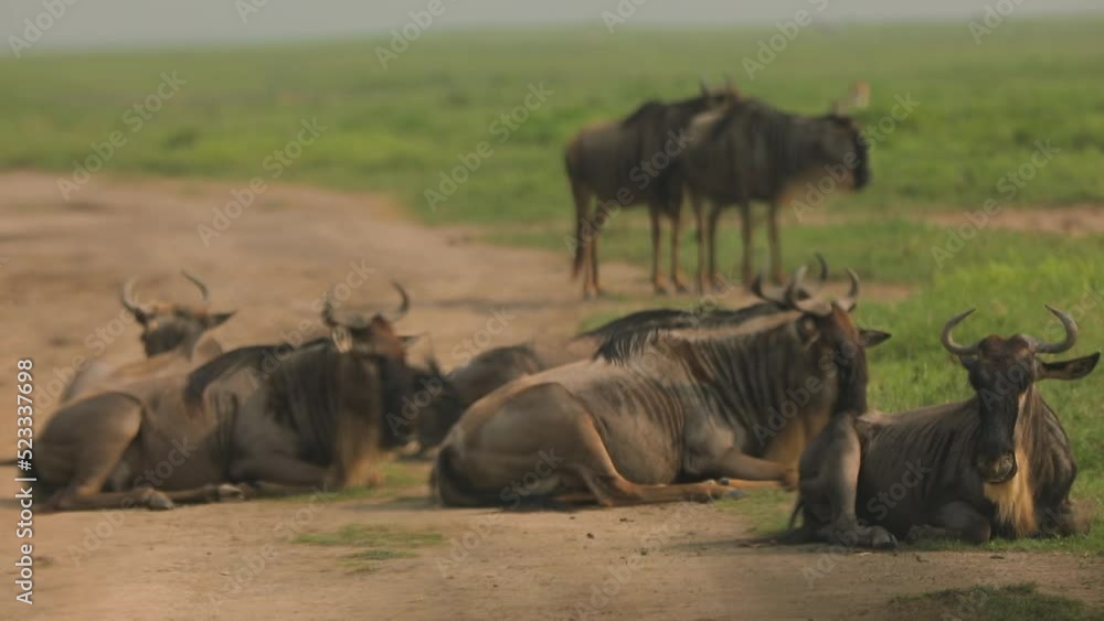Group of blue wildebeest, also called a brindled gnu, some lay some stand, horns.. Group of blue wildebeest, also called a brindled gnu, some lay some stand, horns..