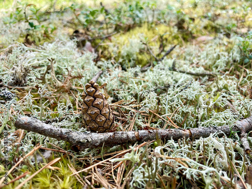 Szyszka we mchu na tle zielonych drzew w lesie
