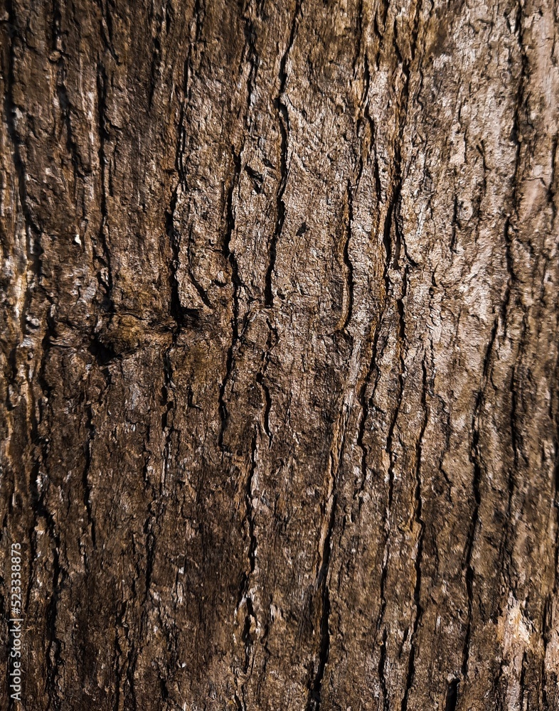 Fototapeta premium The bark of teak wood (Kayu Jati: Indonesia). Naturally formed beautifully. High quality wood, which mostly used in building constructions, arts, crafts, furnitures and many others.