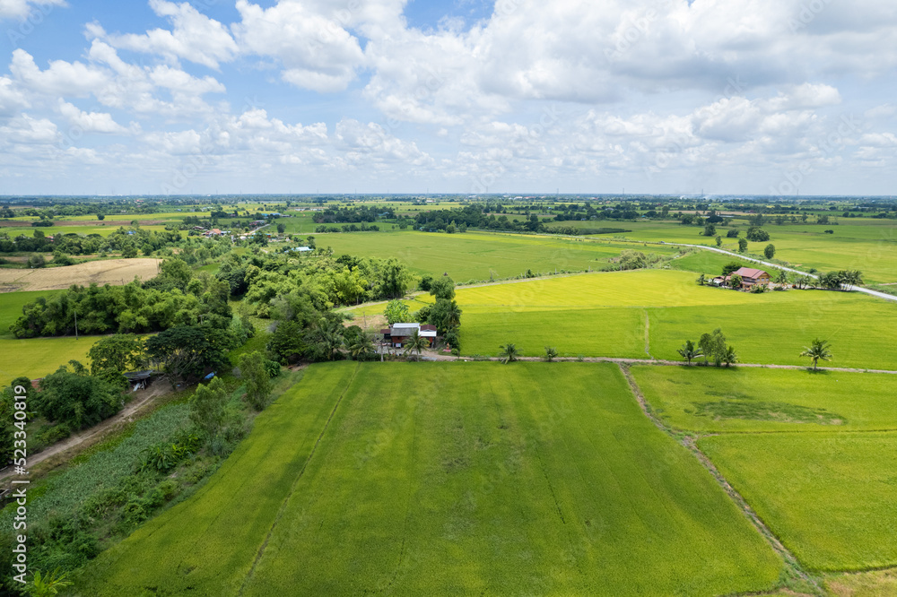 Field rice with landscape green pattern nature background Field rice with landscape green pattern nature background