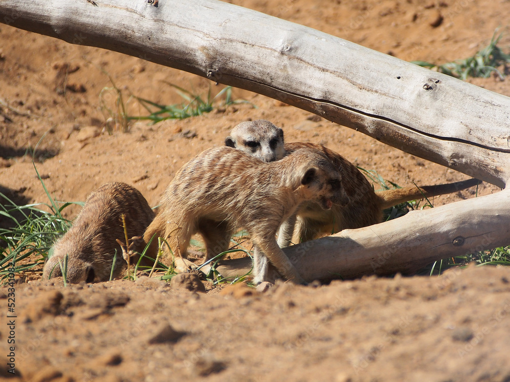 Obraz premium Meerkats, mongoose family, colony life, close-up. The diversity of the animal world, mammals living on the planet.