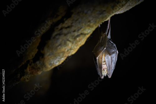 Lesser horseshoe bat hanging in a  cave (Rhinolophus hipposideros)