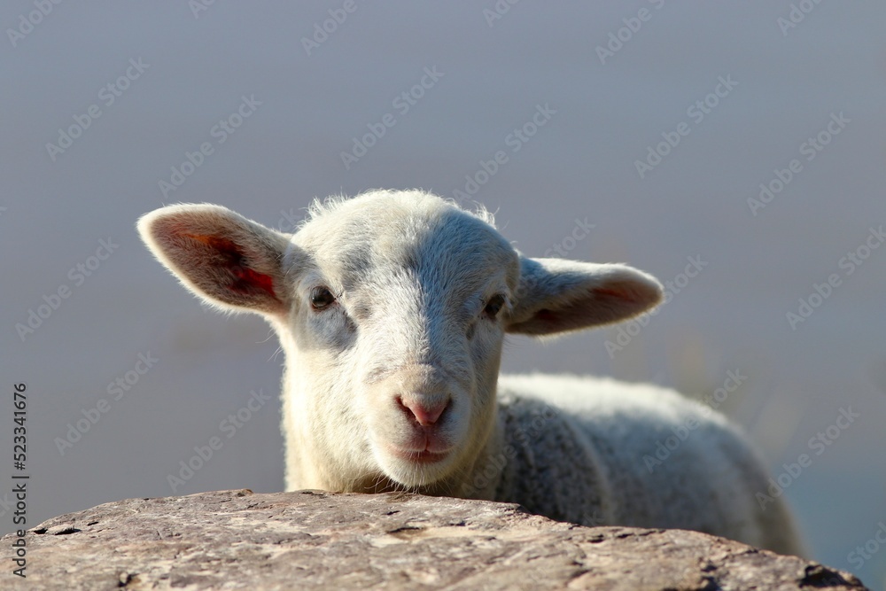 Obraz premium Hand raised lamb Toby