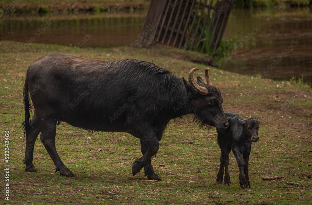 Water buffalo near dark dirty lake in cloudy summer day Water buffalo near dark dirty lake in cloudy summer day