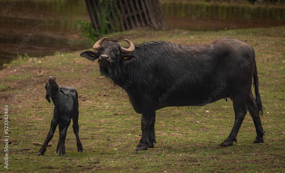Water buffalo near dark dirty lake in cloudy summer day Water buffalo near dark dirty lake in cloudy summer day