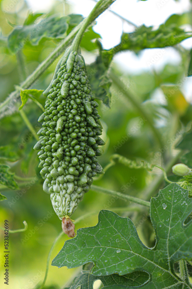 bitter melon stock on farm