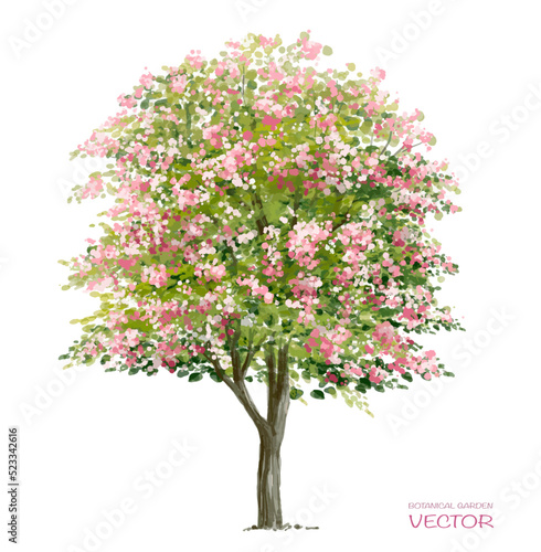 Vector watercolor blooming flower tree side view isolated on white background for landscape and architecture drawing, elements for environment or and garden,botanical elements for section 