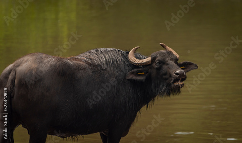 Water buffalo near dark dirty lake in cloudy summer day © luzkovyvagon.cz