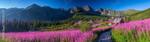 Hala Gąsienicowa w Tatrach Polskich - kwitnąca Wierzbówka Kiprzyca © grzegorz_pakula