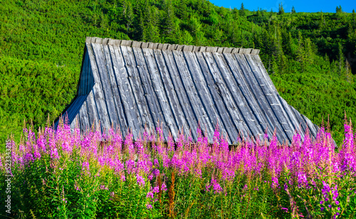 Fototapeta Naklejka Na Ścianę i Meble -  Hala Gąsienicowa w Tatrach Polskich - kwitnąca Wierzbówka Kiprzyca