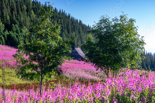 Fototapeta Naklejka Na Ścianę i Meble -  Hala Gąsienicowa w Tatrach Polskich - kwitnąca Wierzbówka Kiprzyca