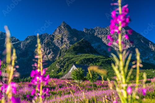 Fototapeta Naklejka Na Ścianę i Meble -  Hala Gąsienicowa w Tatrach Polskich - kwitnąca Wierzbówka Kiprzyca