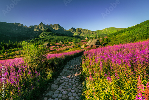 Fototapeta Naklejka Na Ścianę i Meble -  Hala Gąsienicowa w Tatrach Polskich - kwitnąca Wierzbówka Kiprzyca