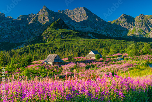 Hala Gąsienicowa w Tatrach Polskich - kwitnąca Wierzbówka Kiprzyca © grzegorz_pakula