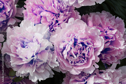 purple peonies on dark background. minimal floral and nature style, selective focus, holiday card. modern design