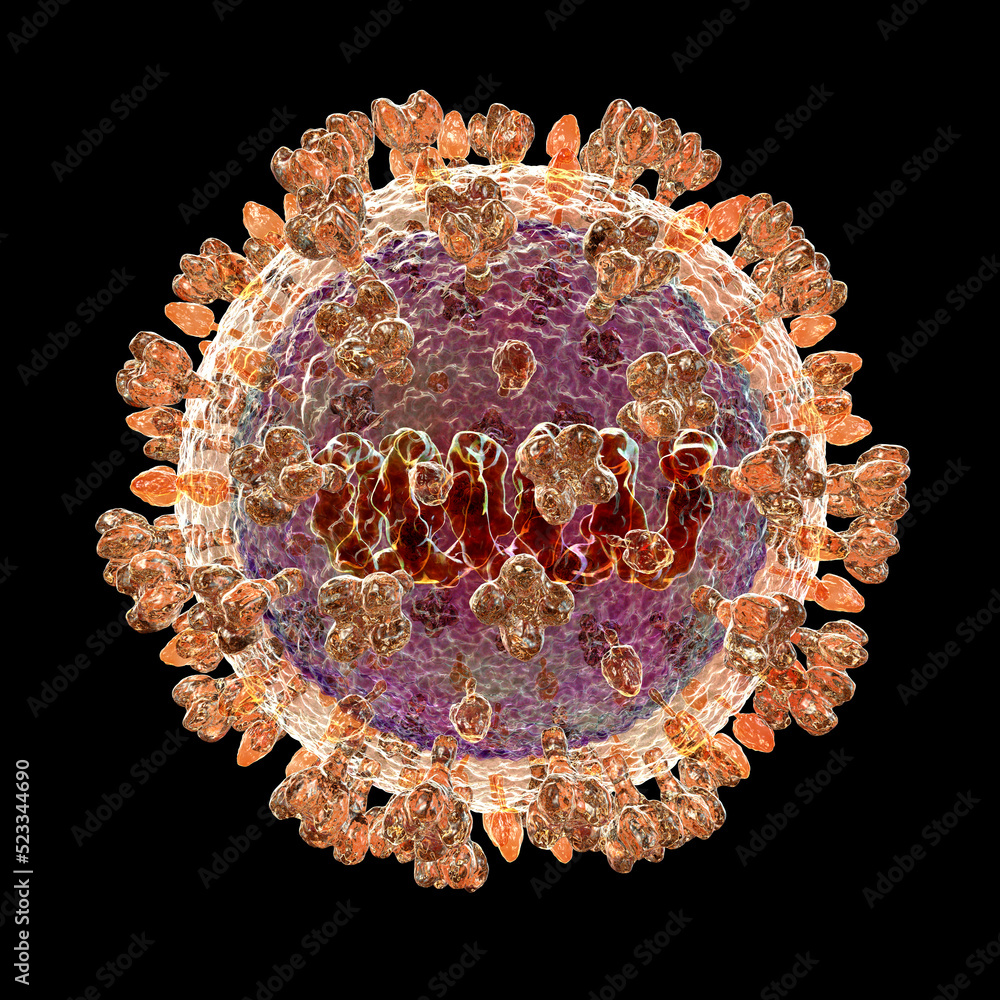 Fototapeta premium Langya virus, 3D illustration
