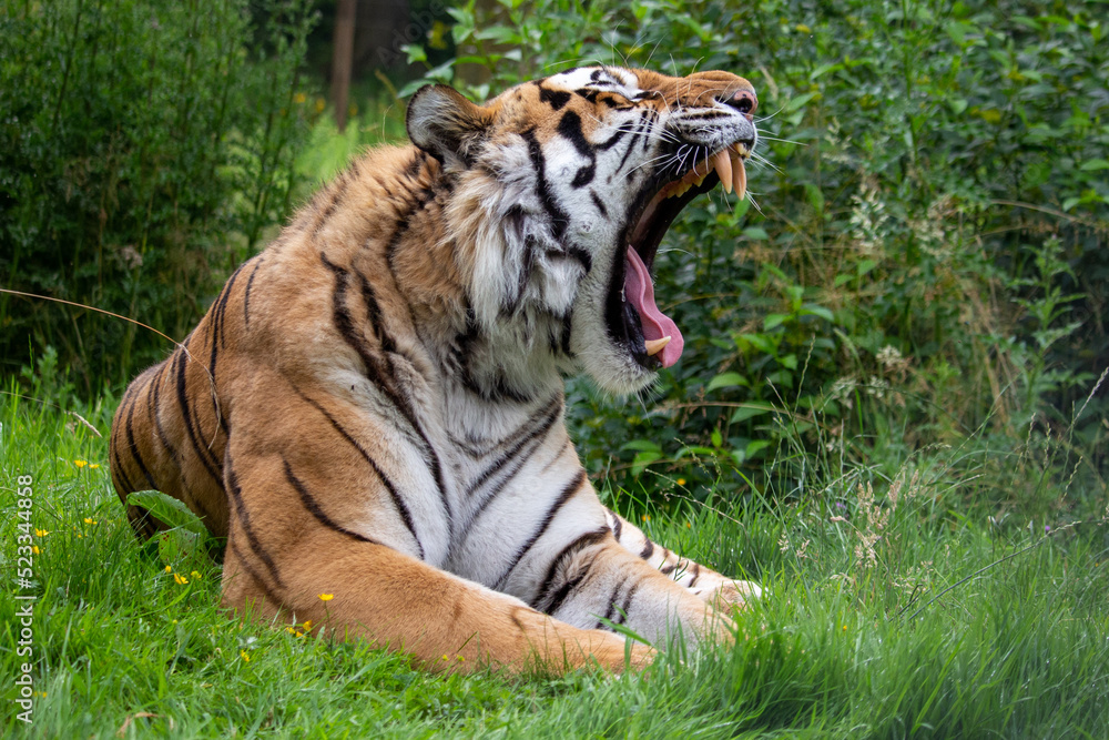 Fototapeta premium tiger in the grass