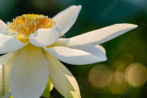 closeup of white lotus petal in sunset