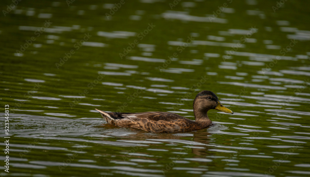 Brown duck near dirty water lake in summer dry day Brown duck near dirty water lake in summer dry day