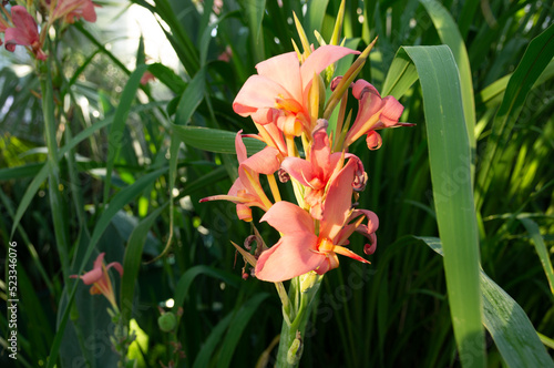 Pink petals of beautiful flower in outdoor tropical stand. 