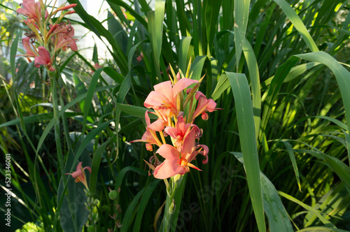 Pink petals of beautiful flower in outdoor tropical stand. 