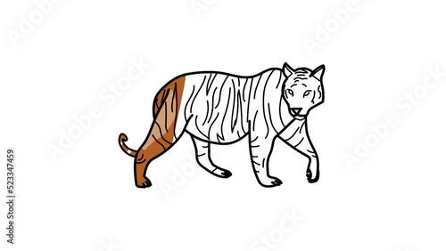 tiger Sketch and 2d animation