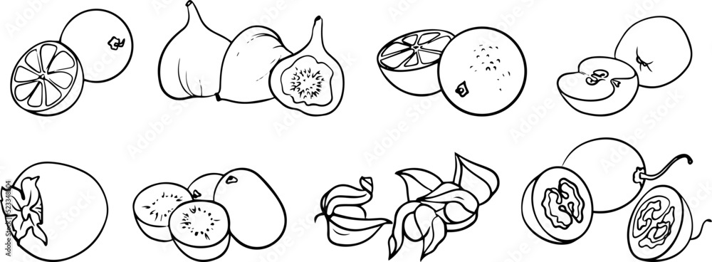Set of fruits vector black and white hand-drawn drawing Set of fruits vector black and white hand-drawn drawing
