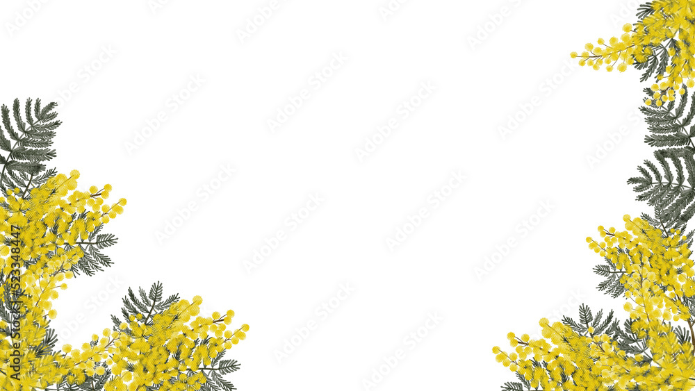 Obraz premium Mimosa yellow spring flowers watercolor with transparent background