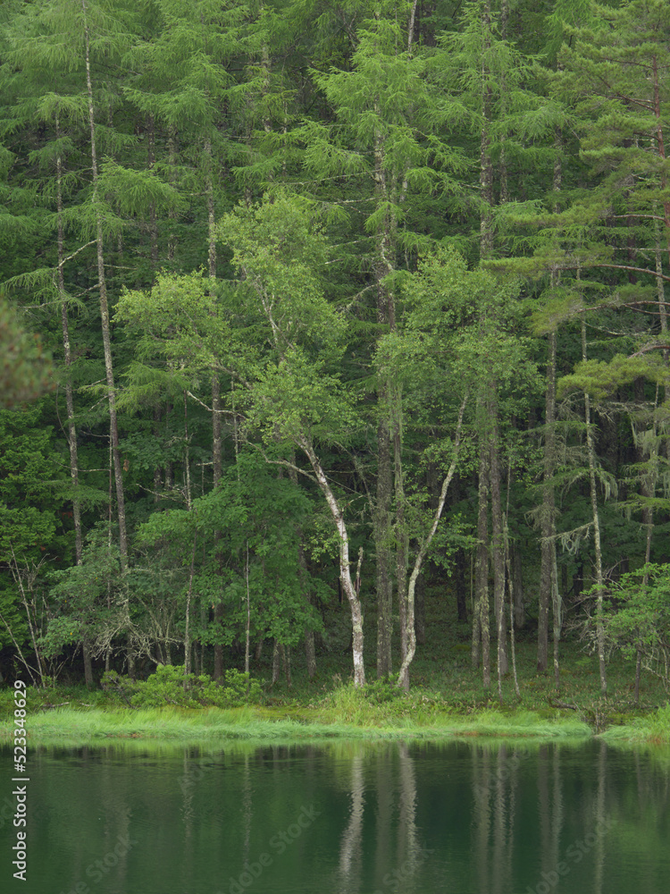 Obraz premium 新緑の湖畔の風景 長野県御射鹿池 7月