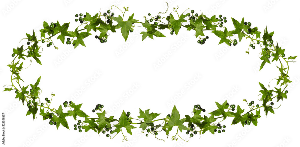 Ivy with green berries isolated on white background, oval frame. Ivy with green berries isolated on white background, oval frame.